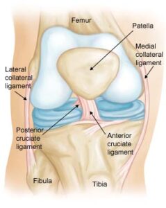 Austin Ortho Wellness - ACL Anatomy