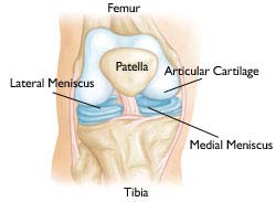 Austin Ortho Wellness - Meniscus Anatomy